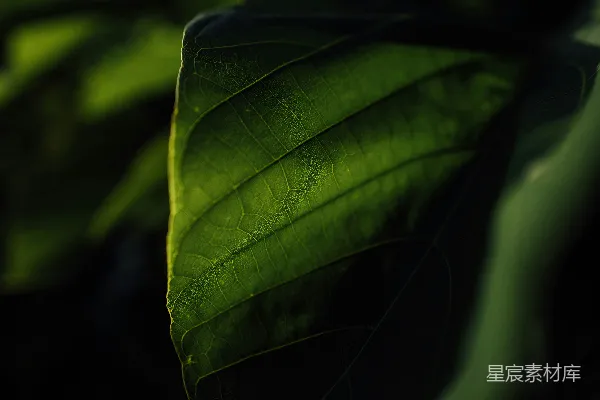 绿色叶片的特写摄影