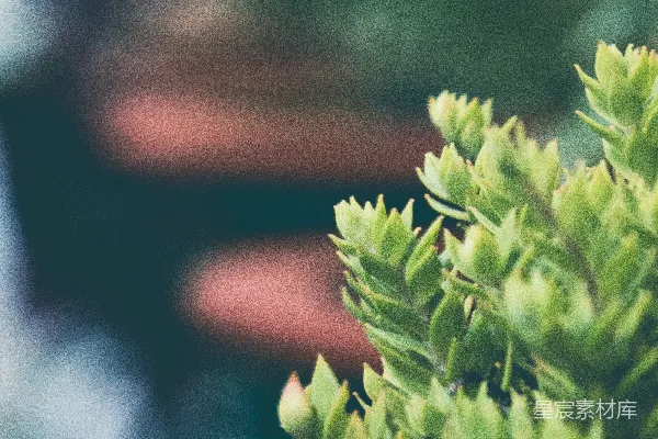 一幅植物的特写镜头