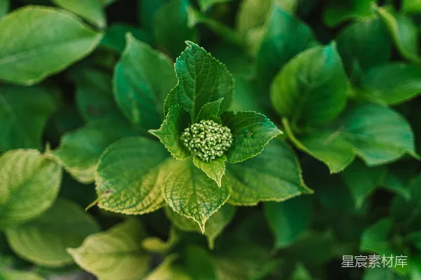 一株绿色植物的特写镜头，叶片清晰可见