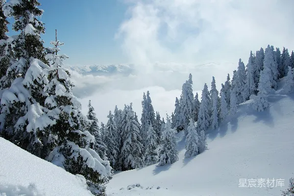白天雪覆盖的树木在白云和蓝天之间