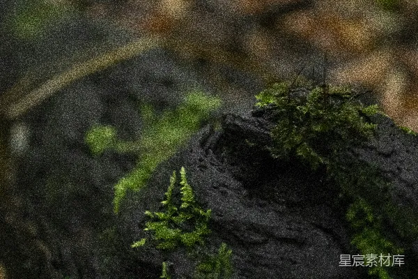 一块木头上生长着苔藓的特写镜头