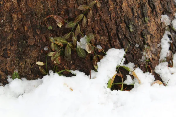 树干上近景的雪