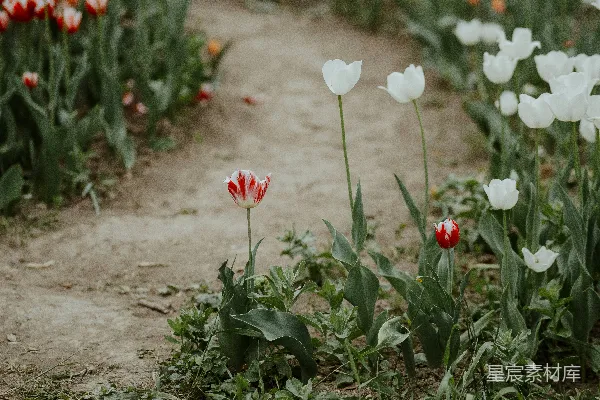 一片满是白色和红色花朵的田野