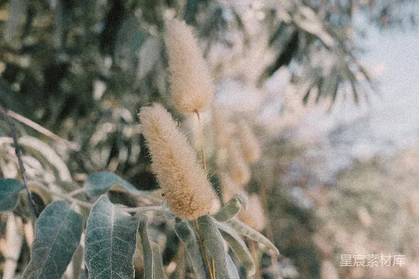 一朵植物的特写镜头，叶片 closeness view of a plant with leaves