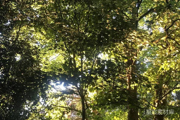 高清摄影 仰望着长有绿叶的树木