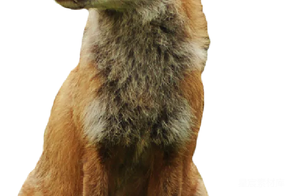 元素素材 狐狸