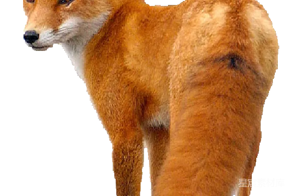 元素素材 狐狸