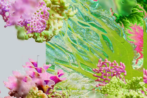 高清摄影 一幅由多朵花组成的数字画