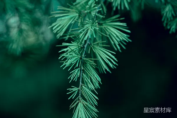 近景拍摄的常绿树针。