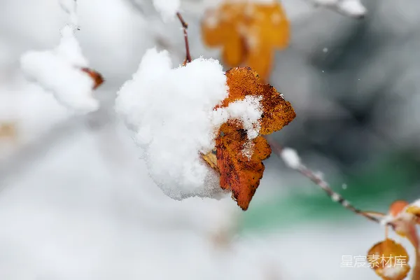 覆盖着雪花的树枝上有一片叶子