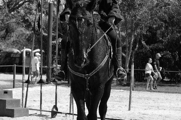 一个男人骑在一匹棕色马的背上