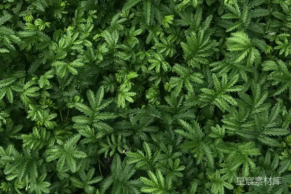 一片绿叶丛中的一棵灌木的俯视图