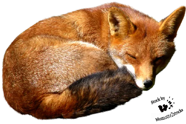 元素素材 狐狸