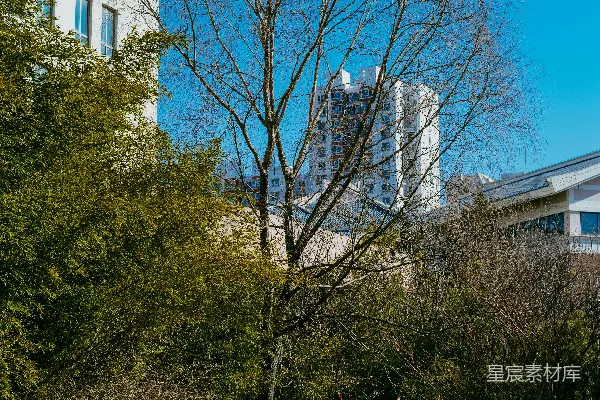 背景中有建筑的光秃秃的树