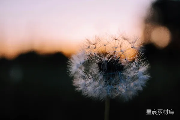 浅聚焦摄影的白色蒲公英