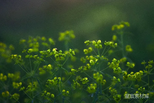 倾斜镜头下的黄色花朵