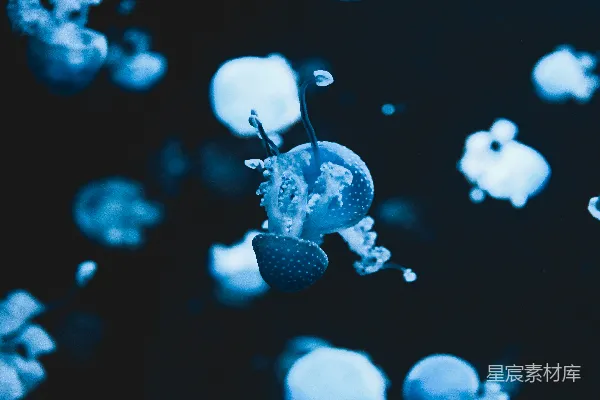 高清摄影 蓝白相间的水母在水中