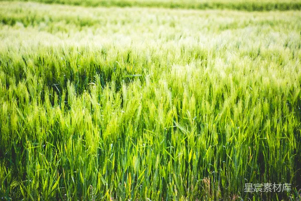 白天的绿草 fields