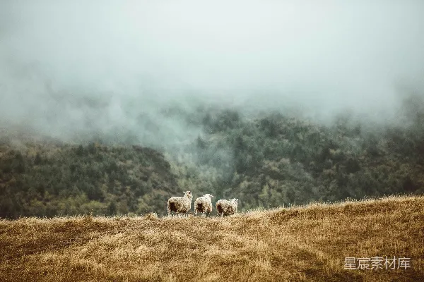 白天白羊在褐色草地上的场景