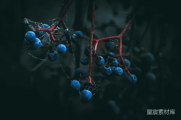 高清摄影 一簇蓝莓挂在树上