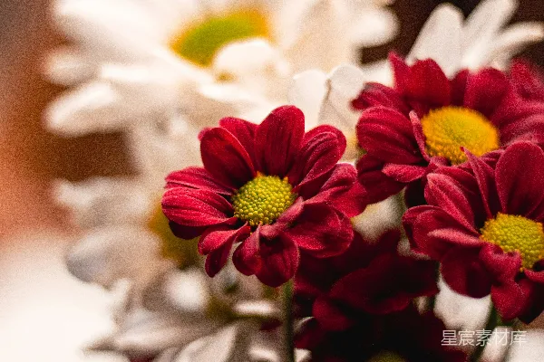 花瓶里红白相间的雏菊