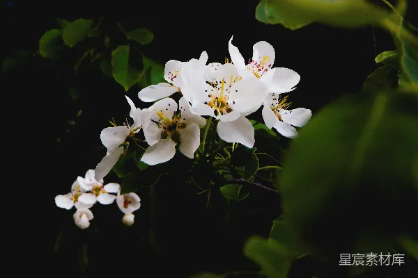 一群白色的花朵带着绿色的叶子