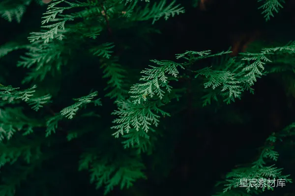 一些树木的特写镜头