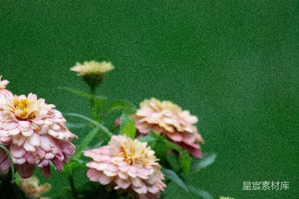 一束粉黄相间的花放在花瓶里