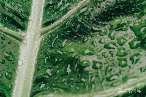 绿叶上挂着几滴水珠