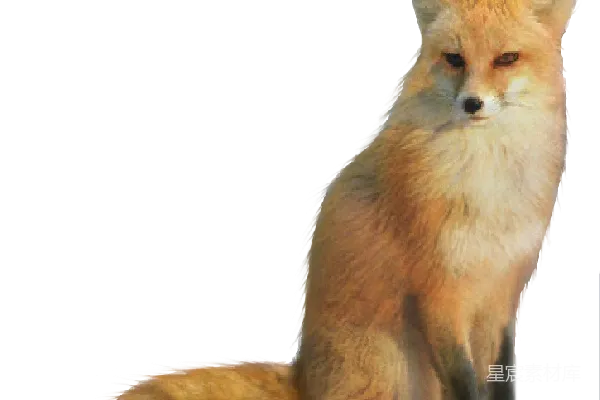 元素素材 狐狸