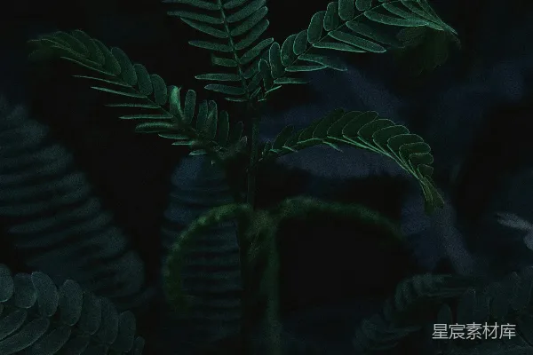绿色蕨类植物的近景摄影