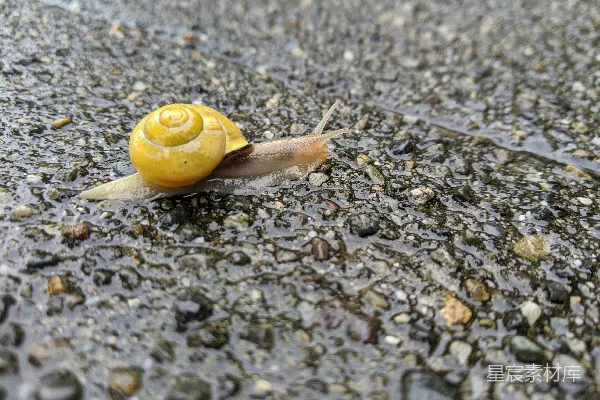 黄色蜗牛在灰色和黑色的混凝土地板上