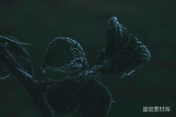 植物上的近景，附有水珠