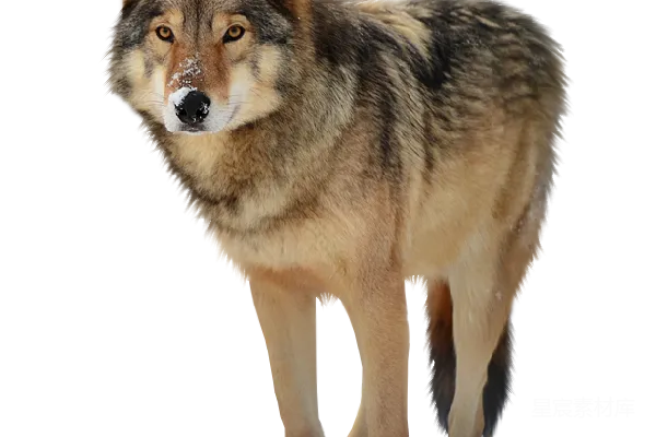 元素素材 狼