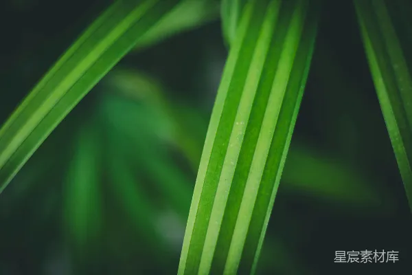 绿条纹竹叶在柔和光线下的特写