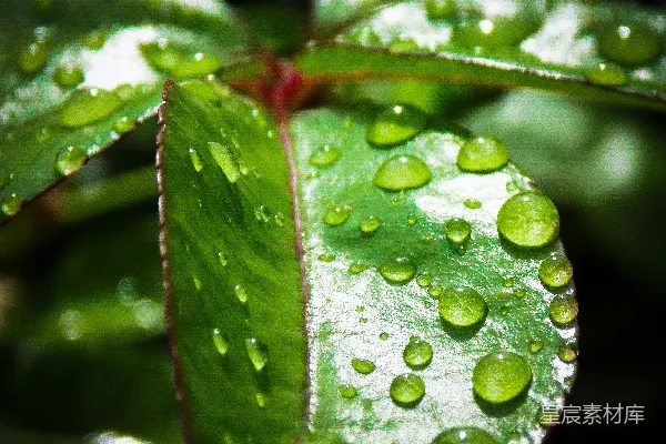 绿色叶子上的水珠