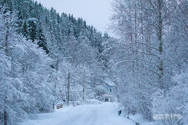 森林中一条被雪覆盖的道路
