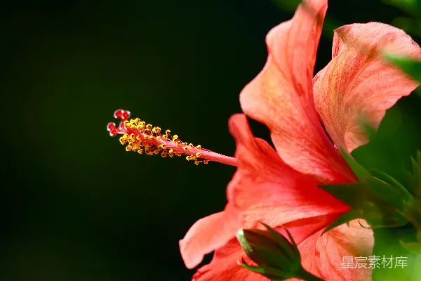 一朵花的特写镜头，背景模糊。