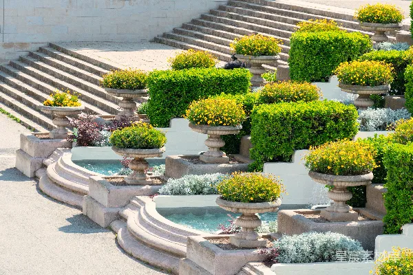 绿色和黄色的花 Garden