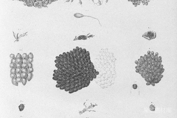 高清摄影 微观生物的科学插图集。