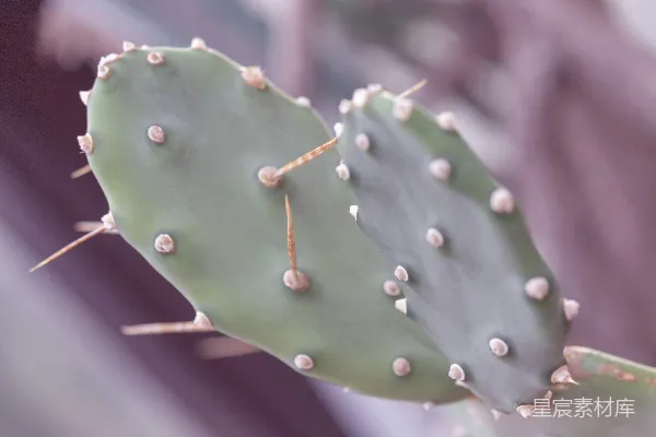绿色仙人掌的特写摄影照片