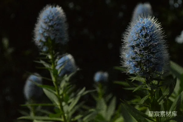 一朵蓝花植物的特写镜头