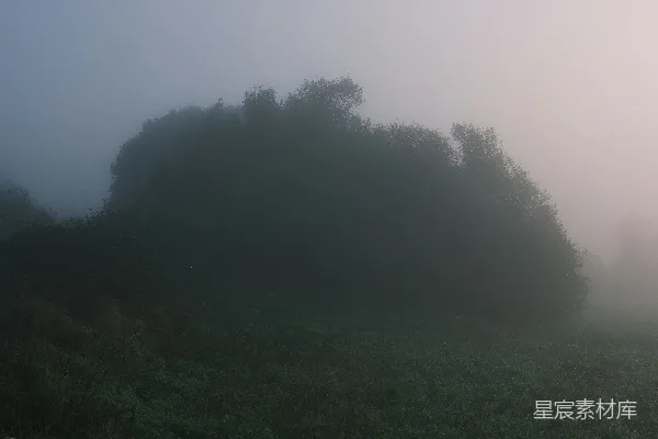 清晨雾气缭绕的草木 silhouette。
