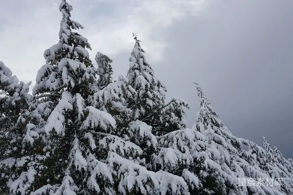 一群覆盖着白雪的树木在阴云密布的日子里
