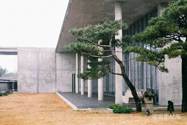 绿树