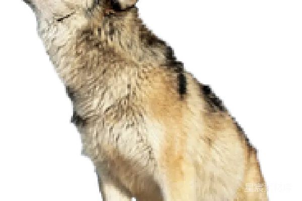 元素素材 狼