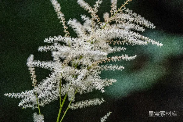 白羽毛状植物花朵衬托在深绿色背景上。