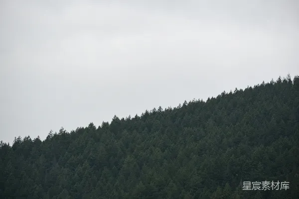 一片密林覆盖在云雾缭绕的山坡上。