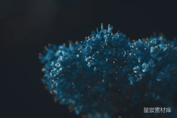 高清摄影 一簇蓝花在黑色背景前。