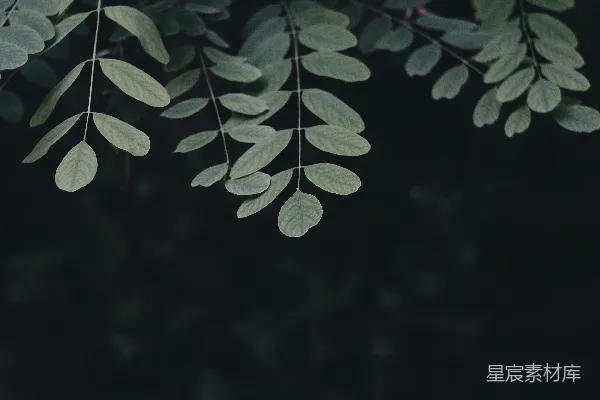 高清摄影 绿色的植物特写镜头